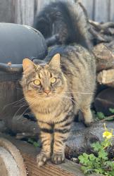 Lost Male Cat last seen Camden Ave and Clematis Dr, San Jose, CA 95124