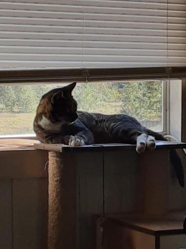 Lost Male Cat last seen 165th pl and oak park ave, Tinley Park, IL 60477