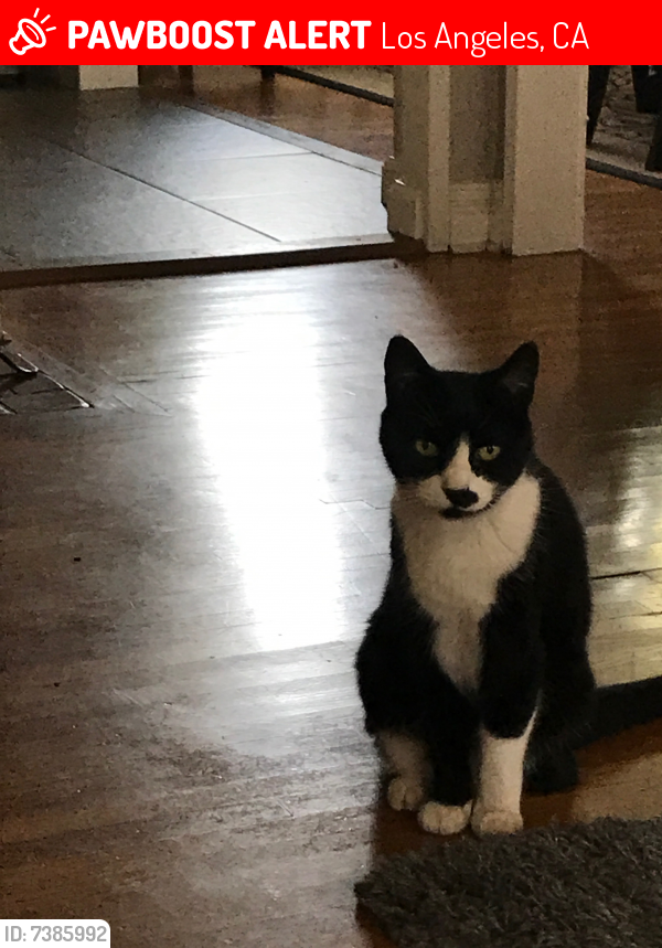 Lost Female Cat last seen Marmion and Church, Los Angeles, CA 90042