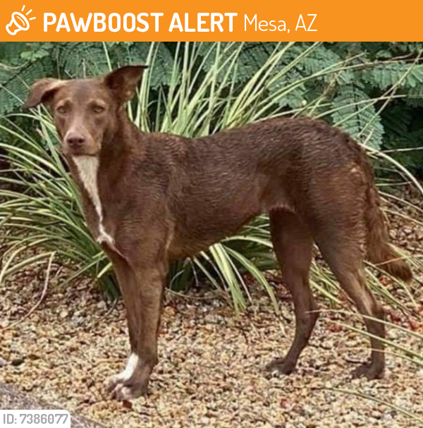 Rehomed Female Dog last seen E Balsam Ave, Mesa , Mesa, AZ 85208