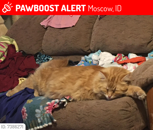 Lost Male Cat last seen Unknown as person who saw him wouldn’t provide me more info., Moscow, ID 83843