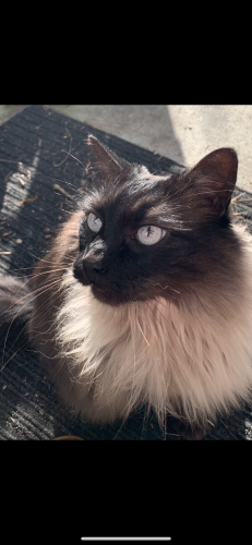 Lost Male Cat last seen 214th street , Langley Township, BC V1M