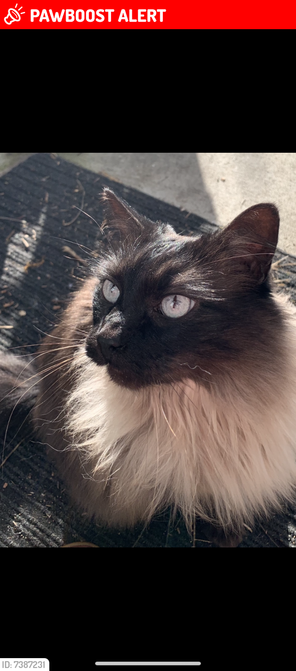 Lost Male Cat last seen 214th street , Langley Township, BC V1M