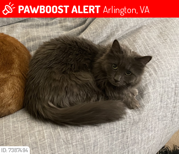 Lost Female Cat last seen Clarendon Blvd & N Cleveland St, Arlington, VA 22201