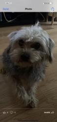 Reunited Female Dog last seen West North Avenue & North Karlov Avenue, Chicago, IL, USA, Chicago, IL 60639