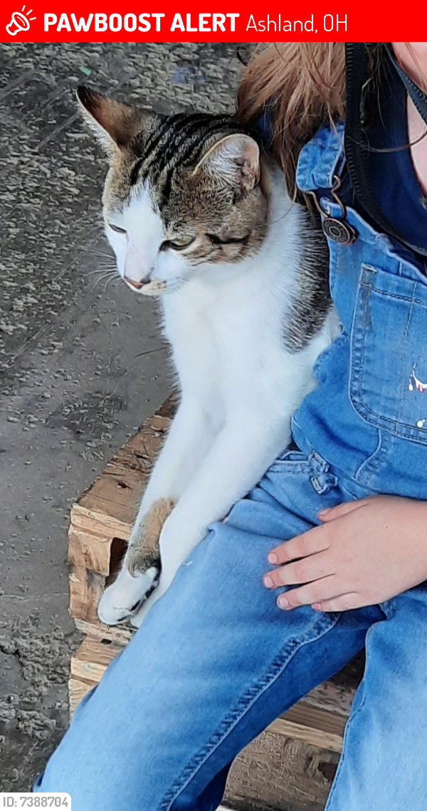 Lost Male Cat last seen Near and 523, Ashland, OH 44805