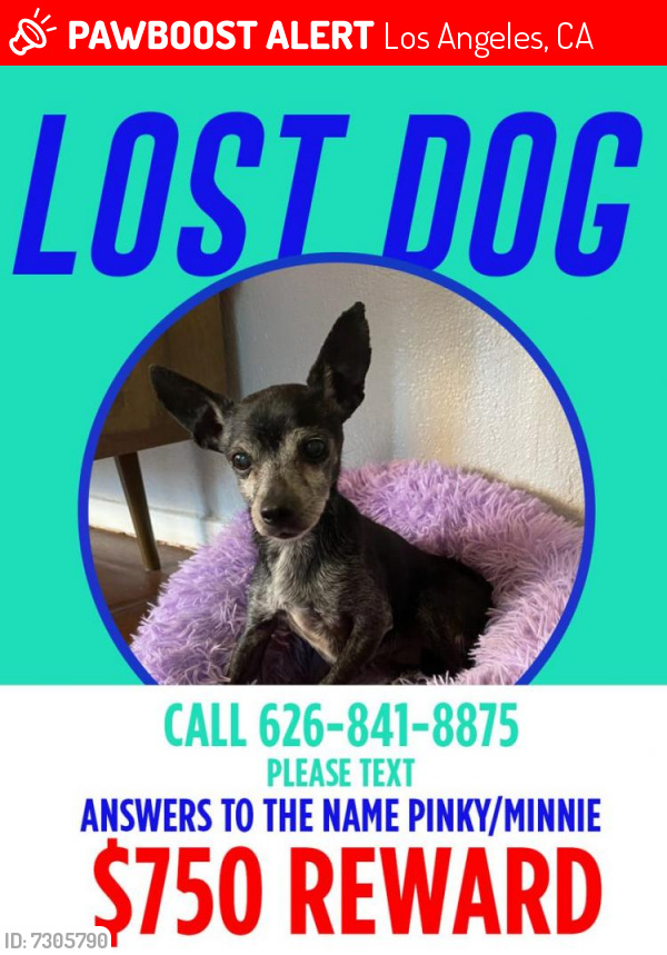 Lost Female Dog last seen Avenue 50, Los Angeles, CA 90042
