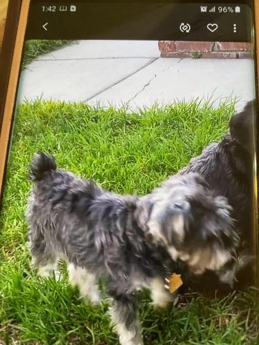 Lost Female Dog last seen West Cardiff St and Carlsbad Ave, Fresno, CA 93722