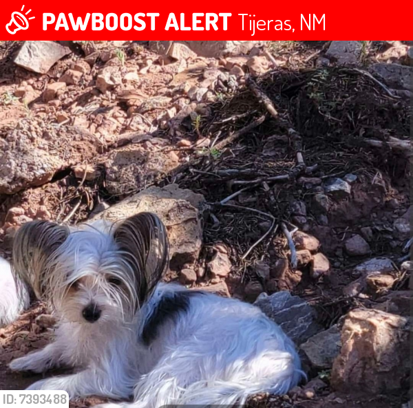 Lost Female Dog last seen Zamora and Rincon Loop, Tijeras NM, Tijeras, NM 87059