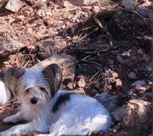 Lost Female Dog last seen Zamora and Rincon Loop, Tijeras NM, Tijeras, NM 87059