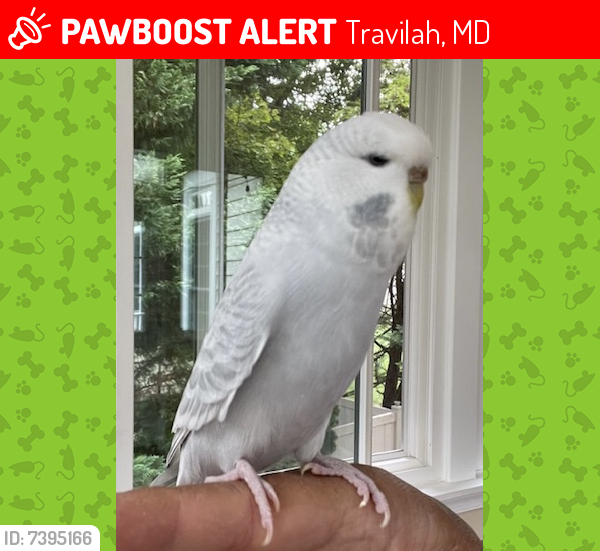 Lost Female Bird last seen Cavanaugh Drive & Cavanaugh Farm Way, Travilah, MD 20850