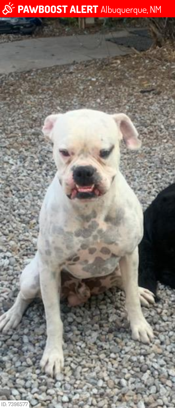 Lost Male Dog last seen San Mateo and Marquette, Albuquerque, NM 87108