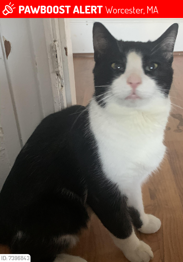 Lost Male Cat last seen Rice Square, Worcester, MA 01604