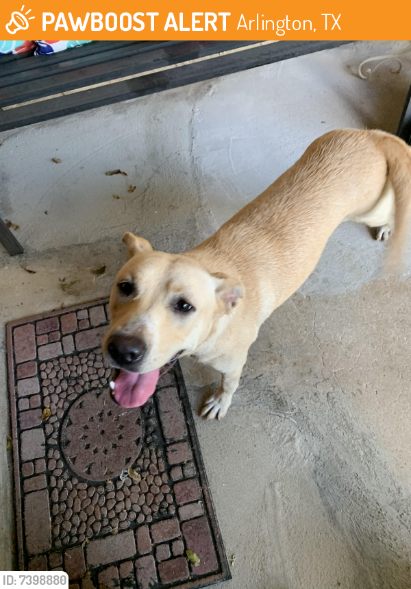 Found/Stray Unknown Dog last seen Center/Darlene Ln, Arlington, TX 76010
