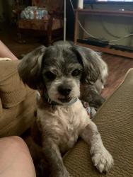 Lost Male Dog last seen Rebecca Street, Bridge, & IDEA academy , Weslaco, TX 78596