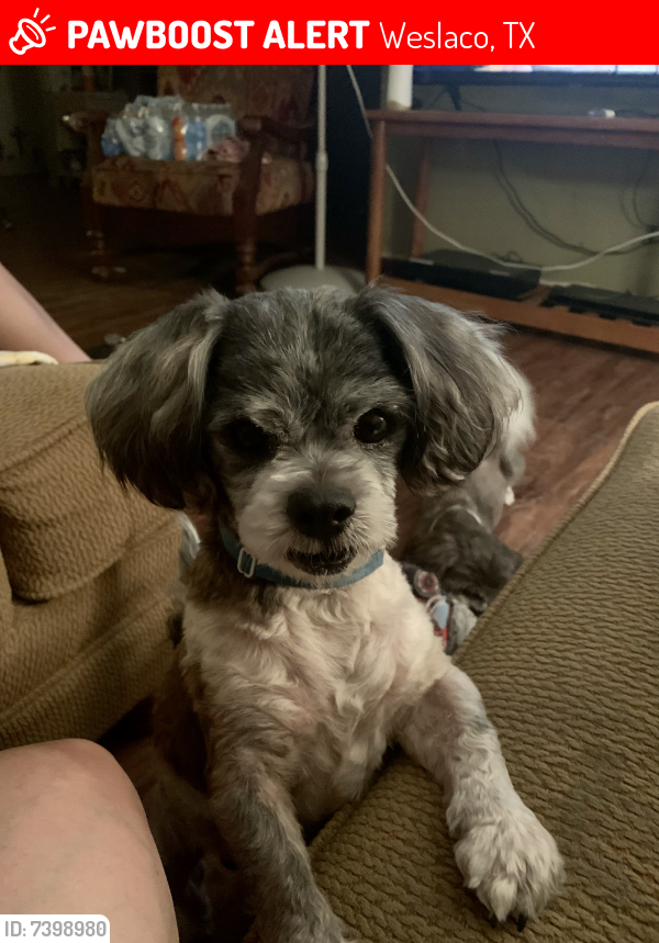 Lost Male Dog last seen Rebecca Street, Bridge, & IDEA academy , Weslaco, TX 78596