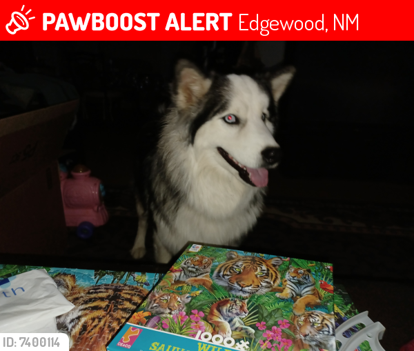 Lost Male Dog last seen Hey 344 and prairie moon, Edgewood, NM 87015