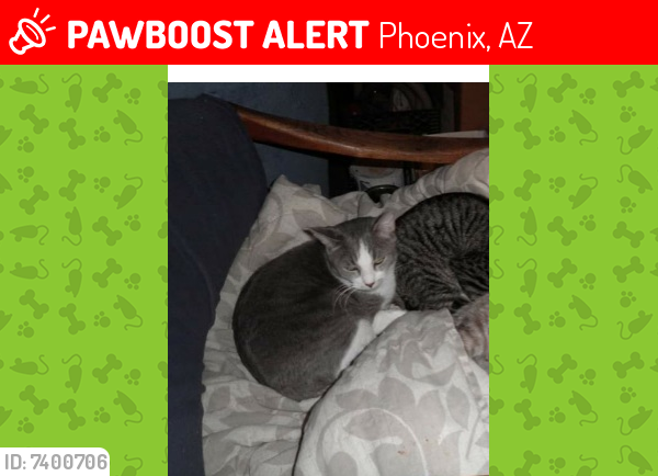 Lost Female Cat last seen 40th e aster dr, Phoenix, AZ 85032