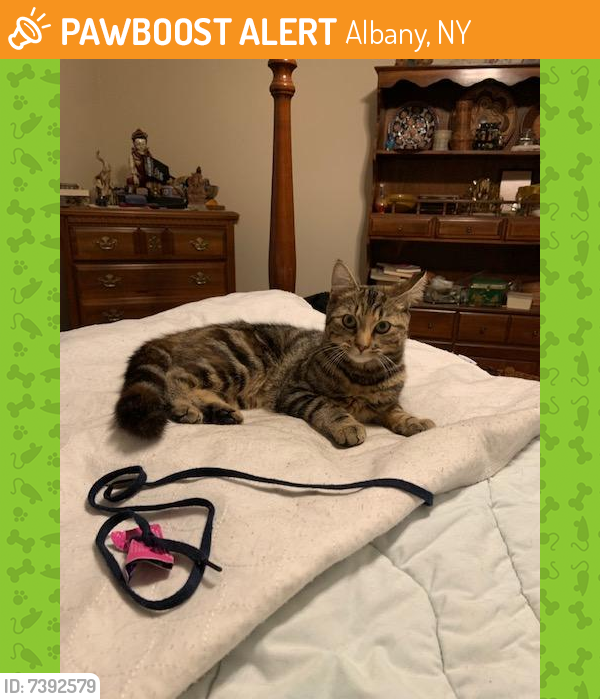 Found/Stray Female Cat last seen Colonial, Cortland and Western Avenue, Albany, NY 12203