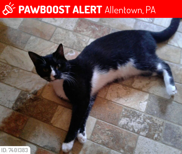 Lost Male Cat last seen S 16th & Union, Allentown, PA 18102