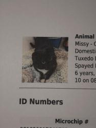Lost Female Cat last seen San Joaqin, Newport Beach, CA 92657