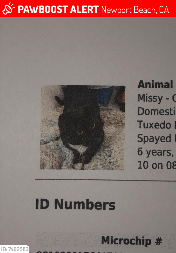 Lost Female Cat last seen San Joaqin, Newport Beach, CA 92657