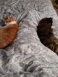 Reunited Male Cat last seen Bismark, Spokane, WA 99205