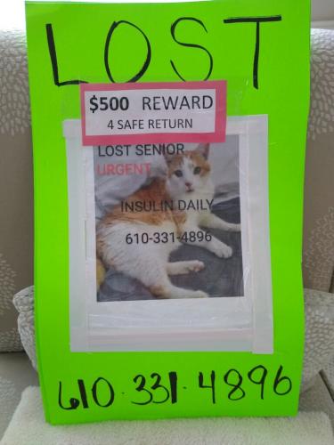 Lost Male Cat last seen Near Valley Park Dr Phoenixville, Pa 19470, Phoenixville, PA 19460