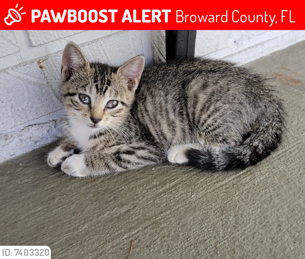 Lost Female Cat last seen N. Lauderdale on Forest Blvd between sw 79th Terr and sw 78th Terr, Broward County, FL 33068