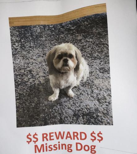 Lost Male Dog last seen 75th Street and Rhodes Ave, Chicago, IL 60619