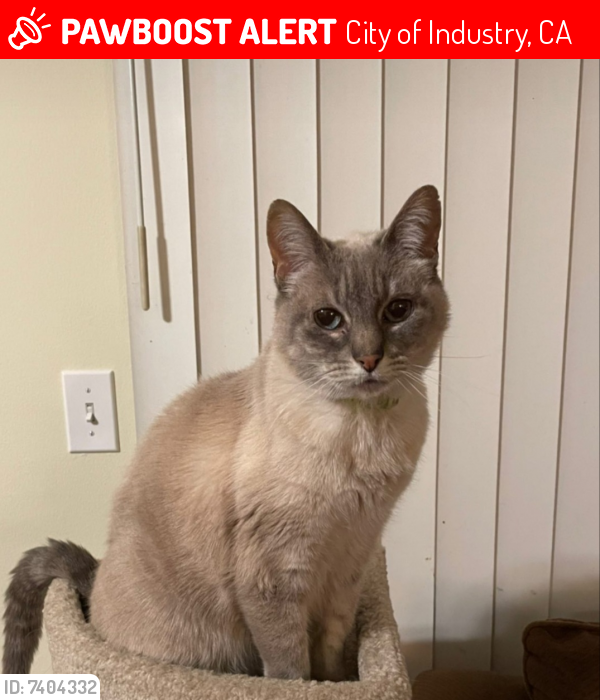Lost Male Cat last seen Cagliero Ave. and Big Dalton Ave. (Near Van Wig Elementary), City of Industry, CA 91746