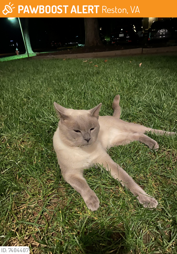 Found/Stray Male Cat last seen Sanibel Court & Sanibel Drive, Reston, VA 20191