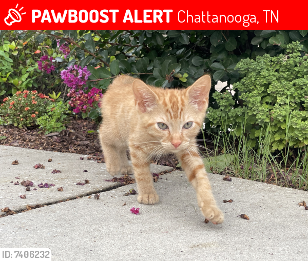 Lost Male Cat last seen Brock pointe neighborhood , Chattanooga, TN 37421