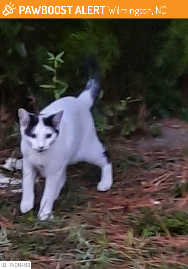 Found/Stray Unknown Cat last seen FOODLION CAROLINA BEACH RD AND INDEPENDENCE , Wilmington, NC 28412