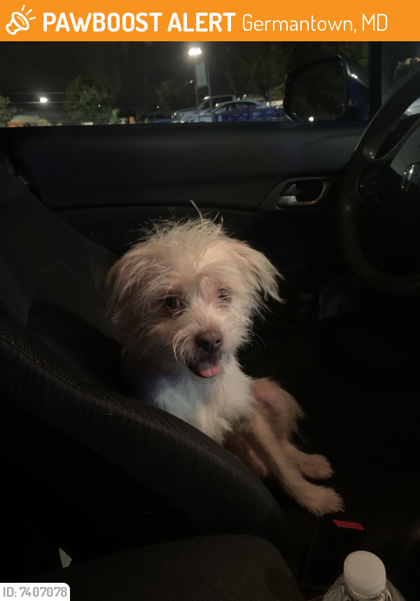 Found/Stray Male Dog last seen Near wooded road area on Davis Mill Road and Brink Road, Germantown, MD 20876