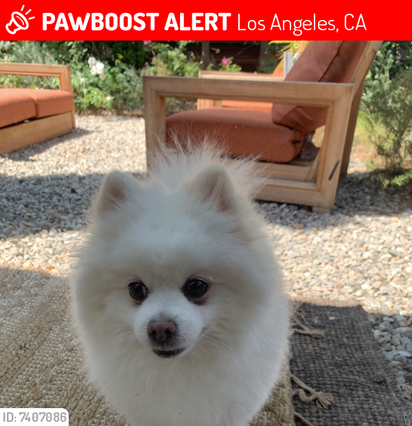 Lost Male Dog last seen hartland st, balboa, Los Angeles, CA 91405