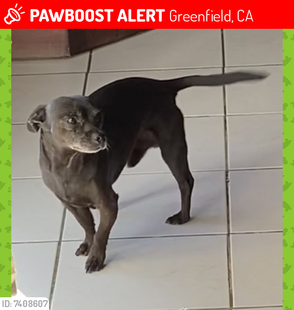 Lost Male Dog last seen Vineyards by Pine Ave in Greenfield, CA, Greenfield, CA 93927