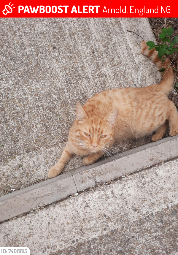 Lost Female Cat last seen Opposite medivet near bus stop, Arnold, England NG5