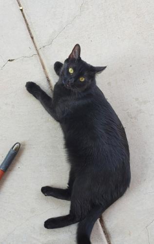Lost Male Cat last seen Terra de Sol Dr and Montevine Ave, Rio Rancho, NM 87124