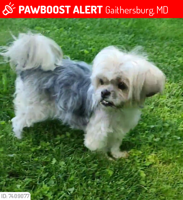 Lost Female Dog last seen Near w deer park rd Gaithersburg md 20877, Gaithersburg, MD 20877