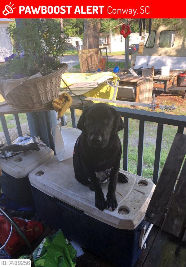 Lost Male Dog last seen fox hollow road conway, sc Near food lion , Conway, SC 29526