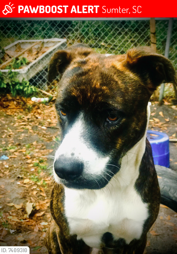 Lost Male Dog last seen Carolina ave Sumter sc, Sumter, SC 29150