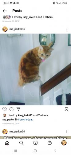 Lost Male Cat last seen East b St brunswick md, Brunswick, MD 21716