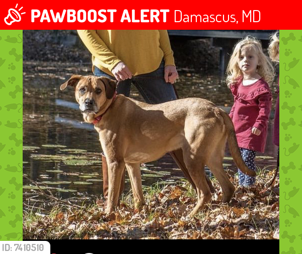 Lost Male Dog last seen Near Clarksburg Road , Damascus, MD 20871