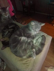 Lost Female Cat last seen Near high street in union missouri and moselle rd, Union, MO 63084