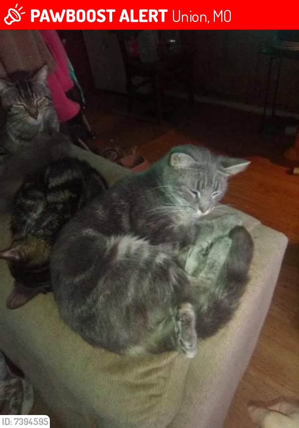 Lost Female Cat last seen Near high street in union missouri and moselle rd, Union, MO 63084