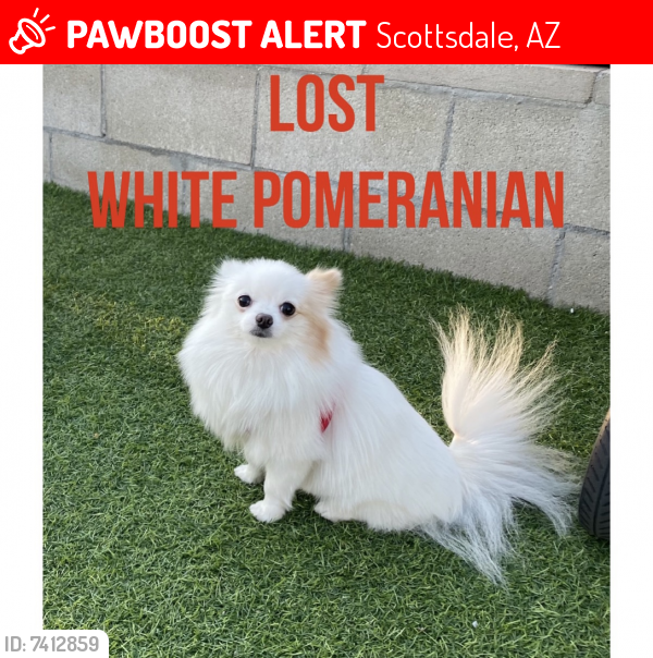 Lost Female Dog last seen E Pershing Ave, Scottsdale, AZ 85260