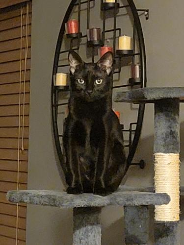 Lost Female Cat last seen Taylor rd and chastworth Ln, Lockport Township, IL 60544