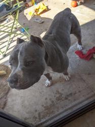 Reunited Male Dog last seen Whisper Meadow/Northcliffe neighborhoods off FM 1103, Schertz, TX 78108