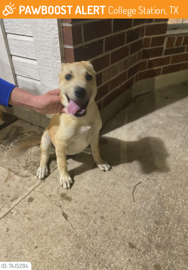 Found/Stray Female Dog last seen Alexandria Ave, College Station, TX 77845